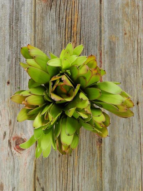 WINTER SUNSHINE  LIME GREEN LEUCADENDRON